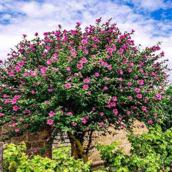 Growing and Caring Hibiscus Braided Tree: A Complete Guide