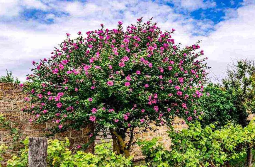 Growing and Caring Hibiscus Braided Tree: A Complete Guide