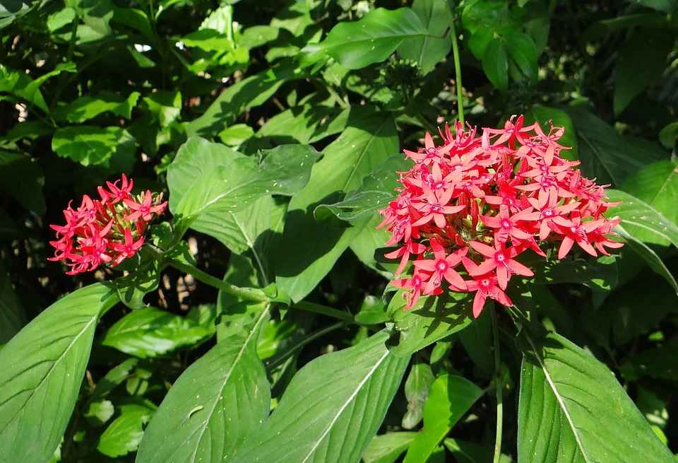 Pentas Plants grow