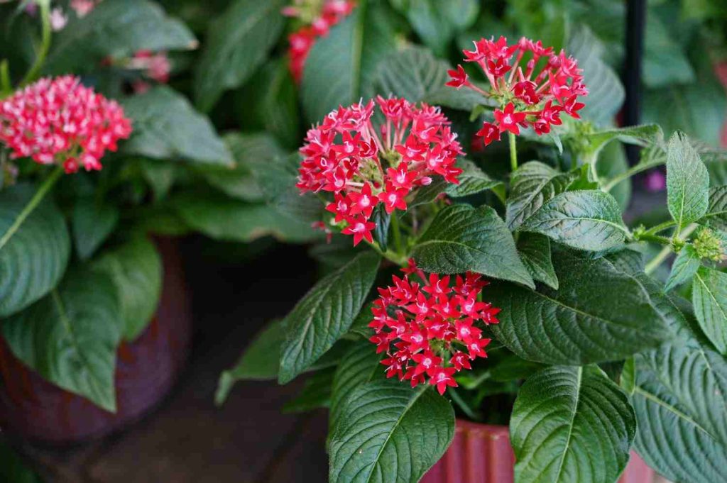 Pentas Plants