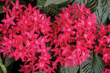 What are Pentas Plants? How To Grow and Care Them