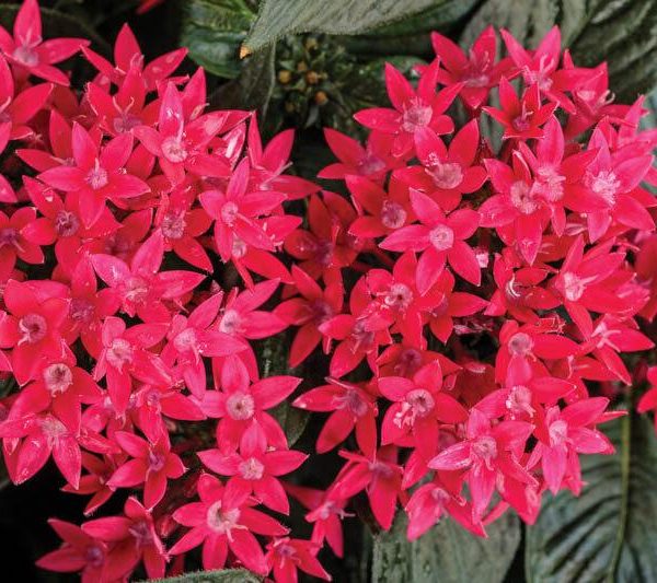 What are Pentas Plants? How To Grow and Care Them