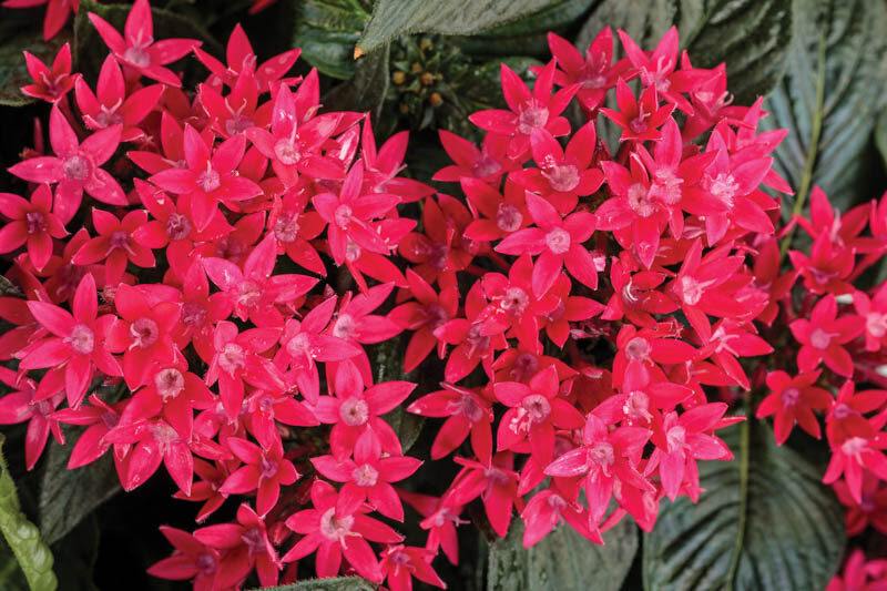 What are Pentas Plants? How To Grow and Care Them