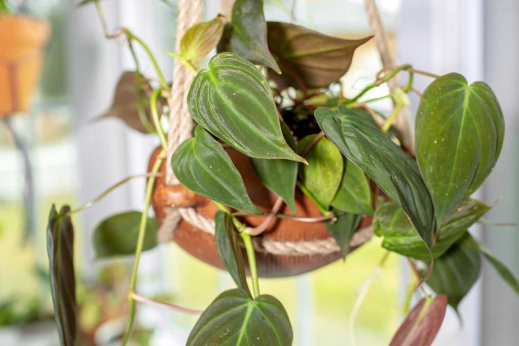 Propagate Philodendron Micans?