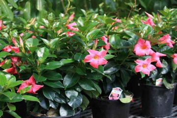 What is Dipladenia? How to grow and Care of them?