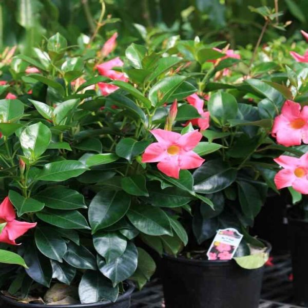 What is Dipladenia? How to grow and Care of them?