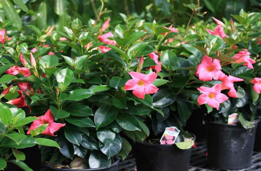 What is Dipladenia? How to grow and Care of them?