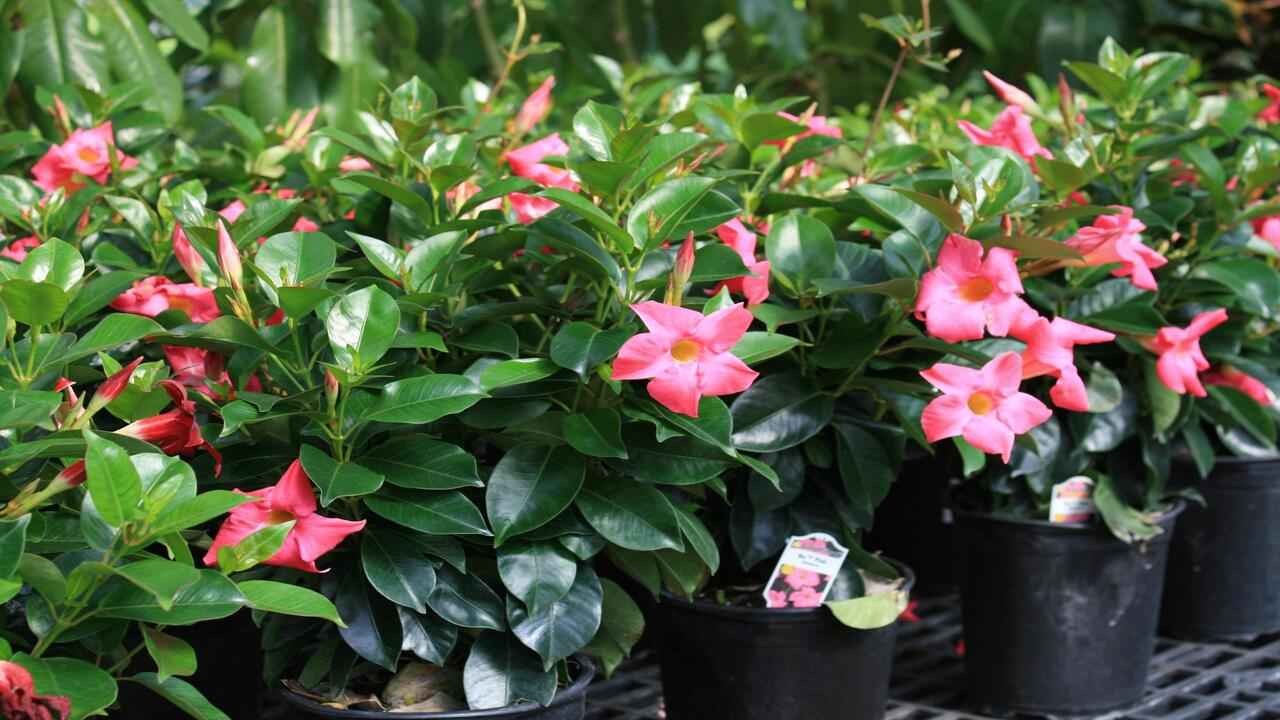 What is Dipladenia? How to grow and Care of them?