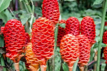 Shampoo Ginger Lily Plants