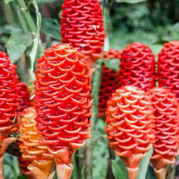 Shampoo Ginger Lily Plants