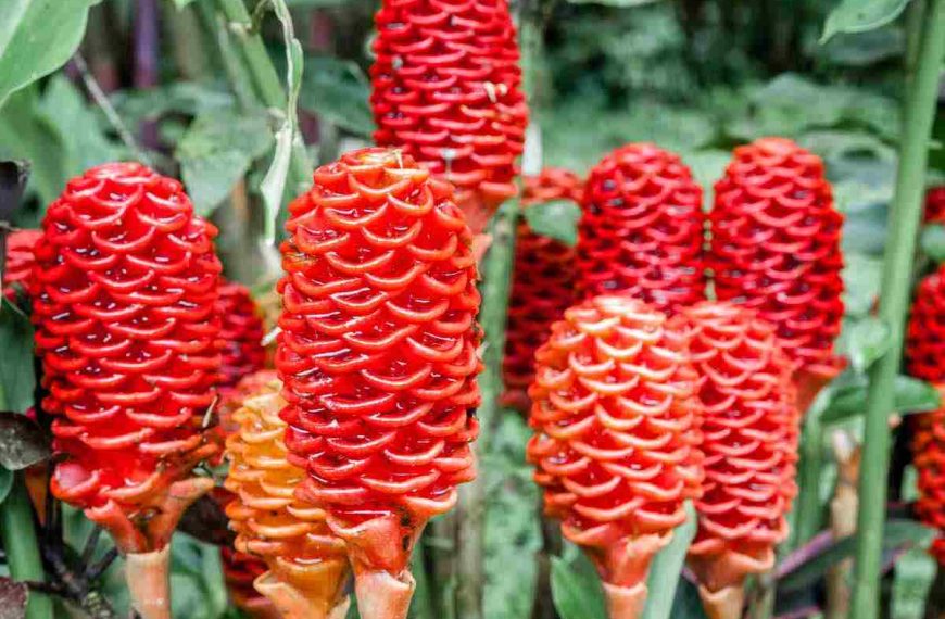 Shampoo Ginger Lily Plants