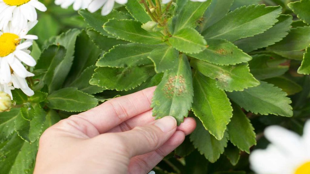 Montauk Daisy Pests and diseases