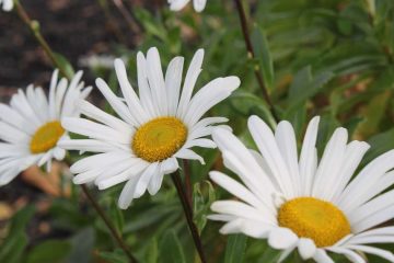 Montauk Daisy - A Complete Guide to Grow & Care