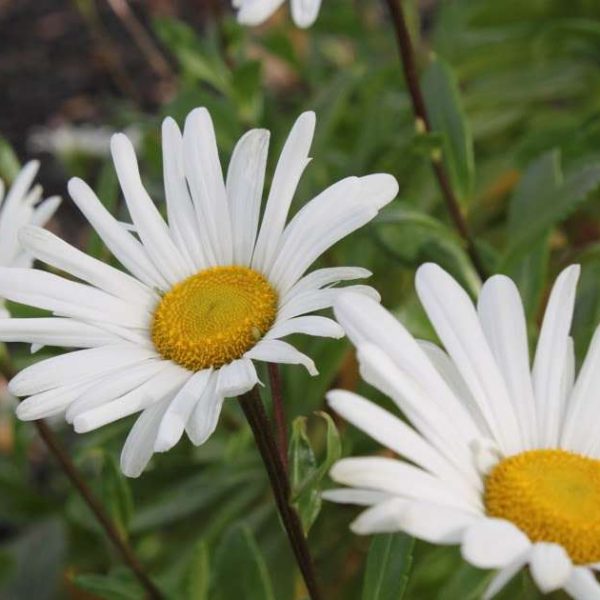 Montauk Daisy - A Complete Guide to Grow & Care