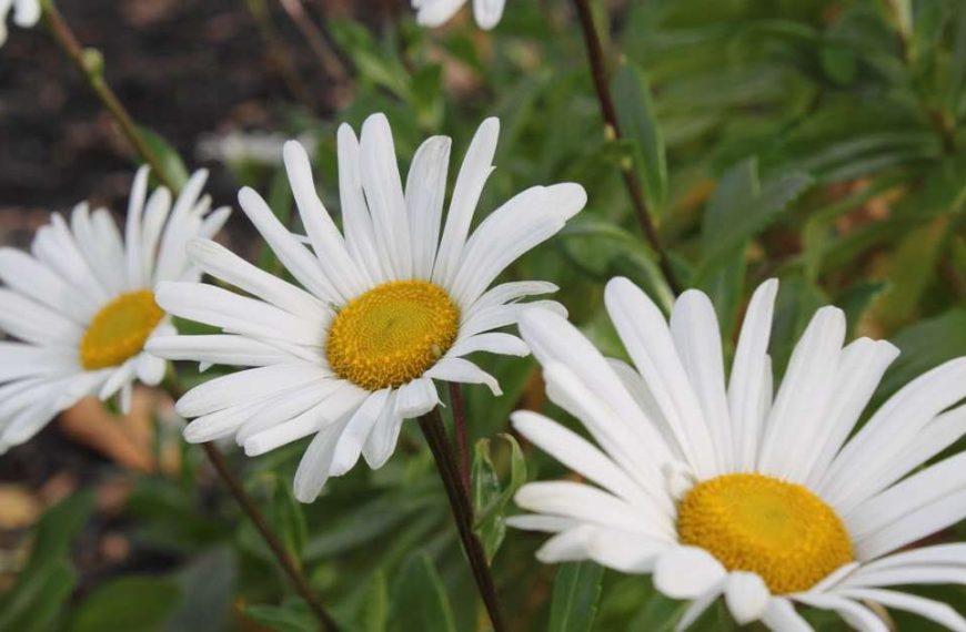 Montauk Daisy - A Complete Guide to Grow & Care