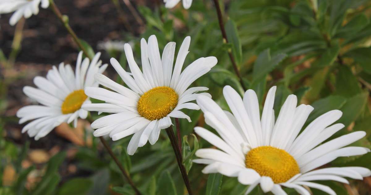 Montauk Daisy - A Complete Guide to Grow & Care